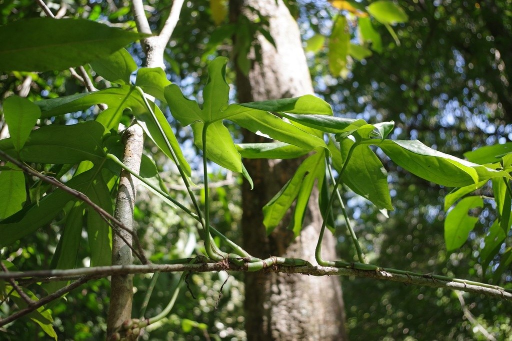 Epipremnum scrambling on a host — what a glasshouse mimics.