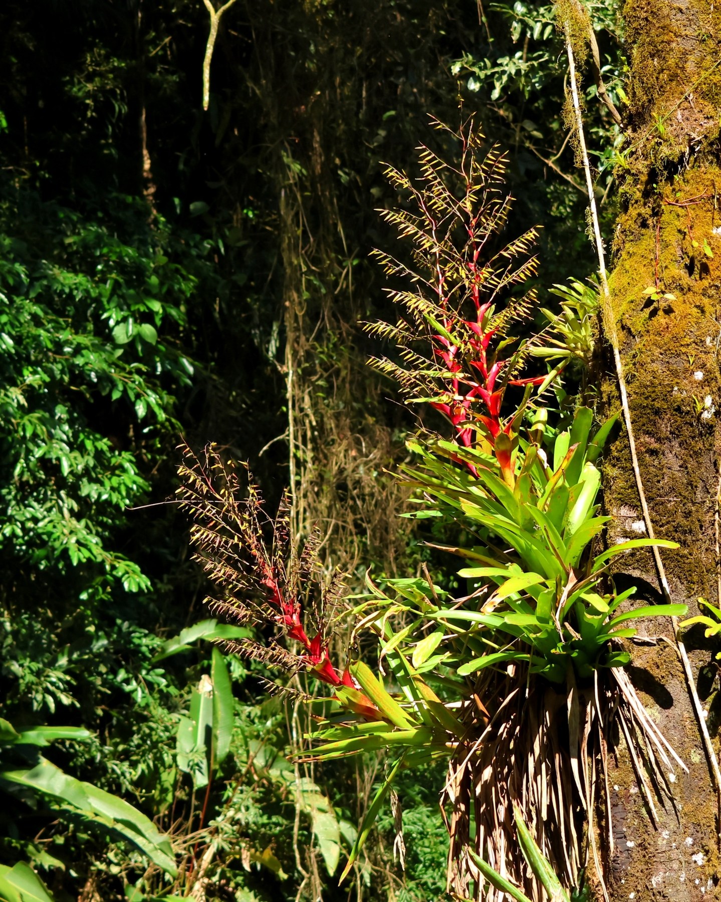 Vriesea in habitat, red inflorescences against a mossy cliff.
