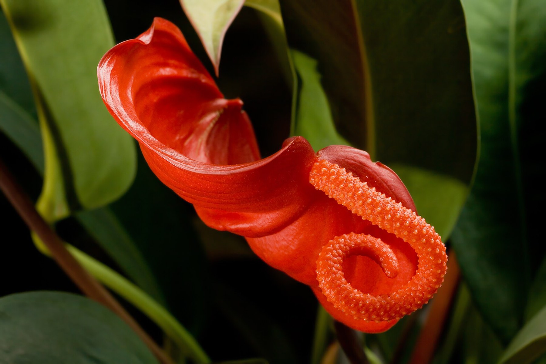 The red spathe and coiled spadix of an _Anthurium_.