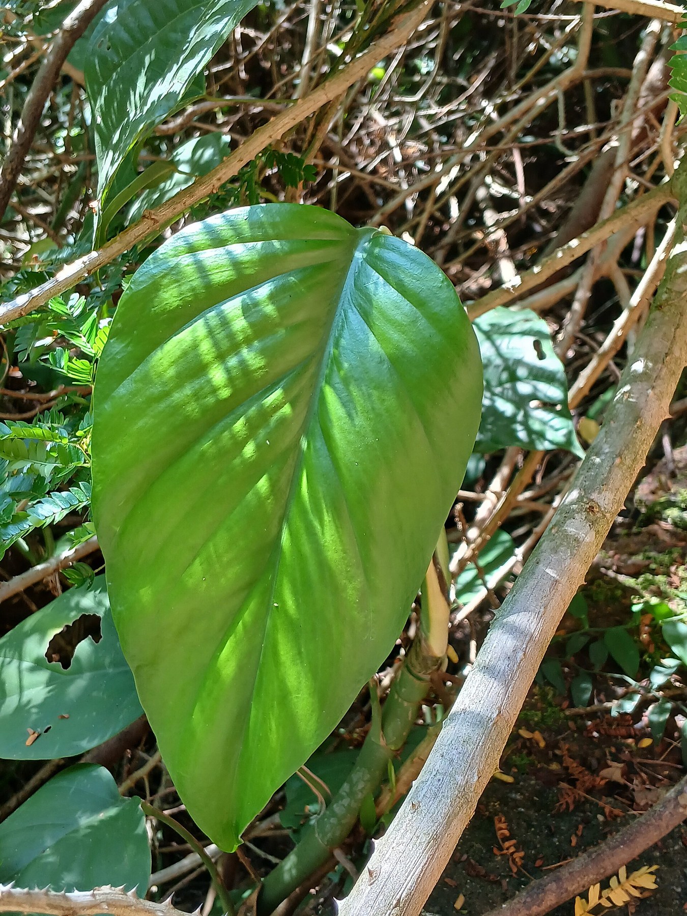 A single green aroid leaf among dry brush.