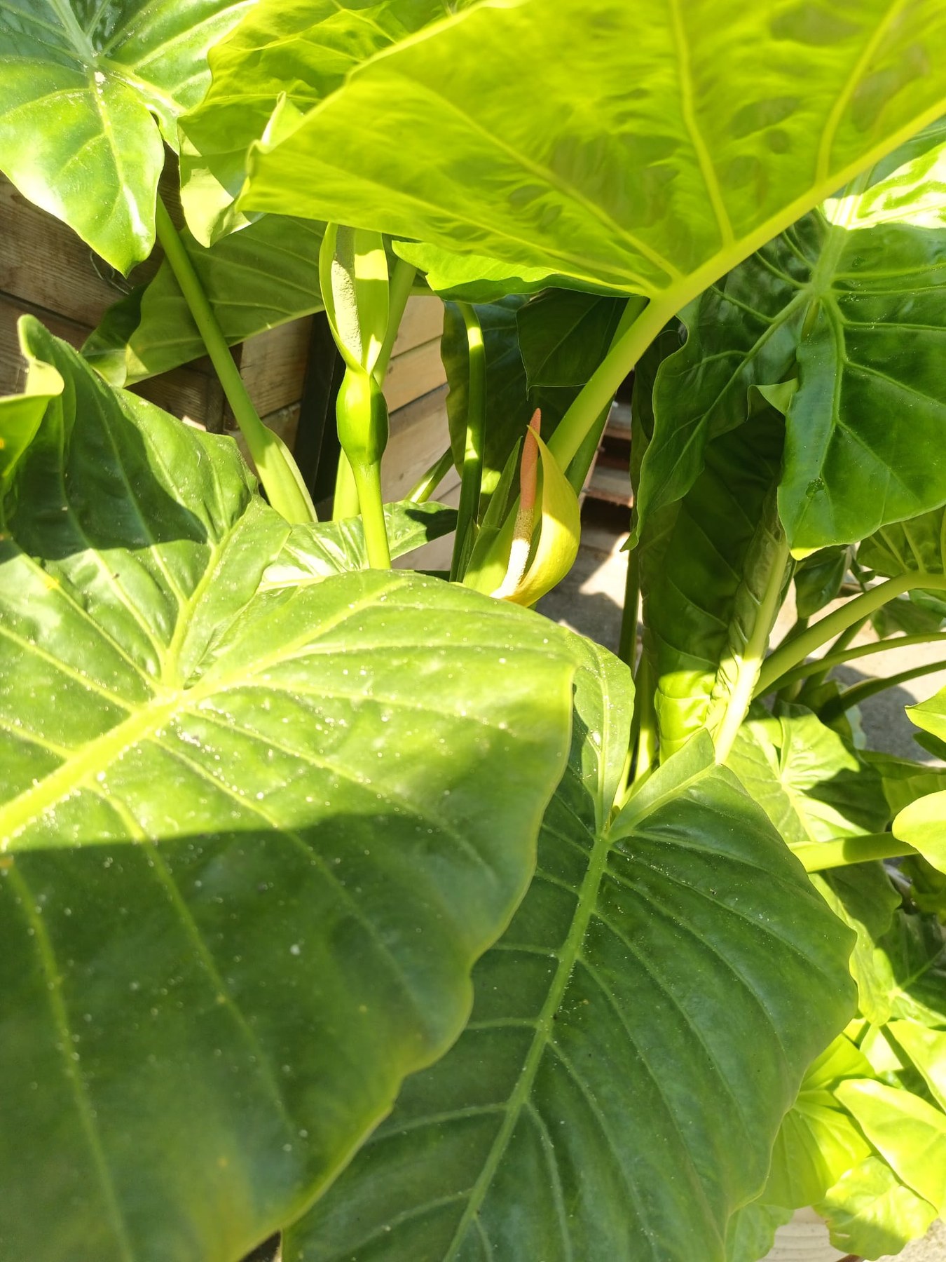 Large aroid leaves and an emerging spathe in sunlight.