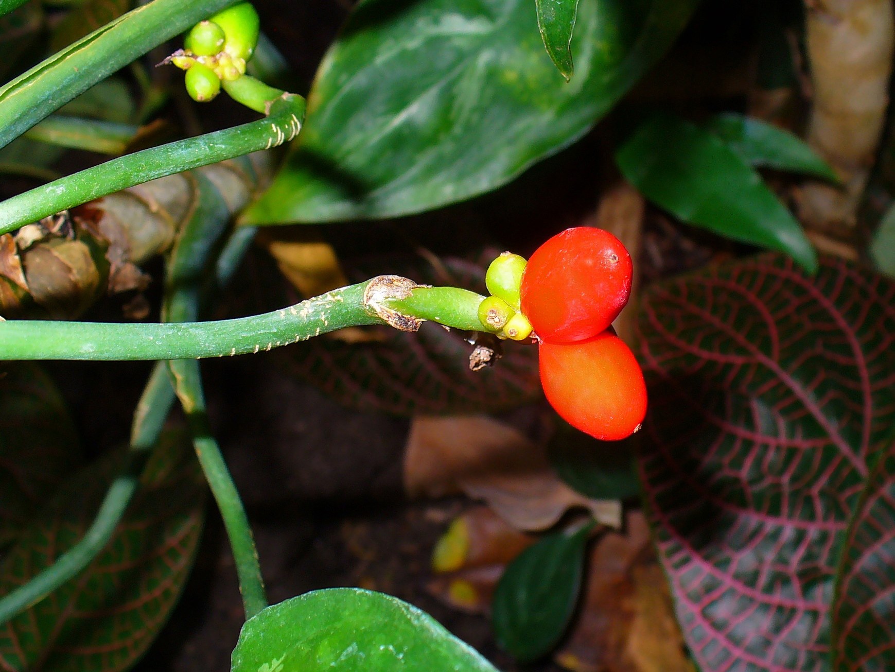 Ripe red berries on a stem among foliage.