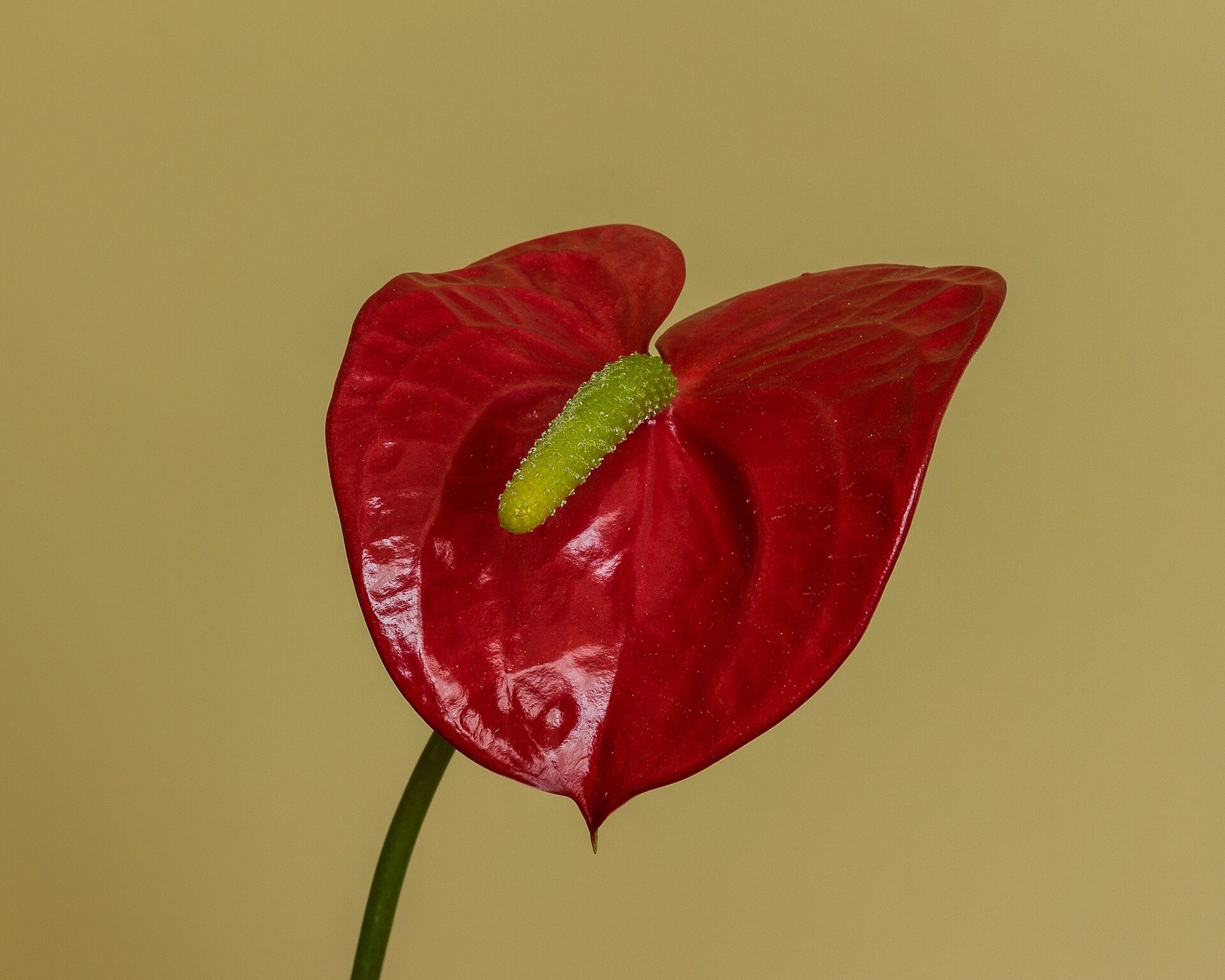 A single red Anthurium bloom against a plain ground.